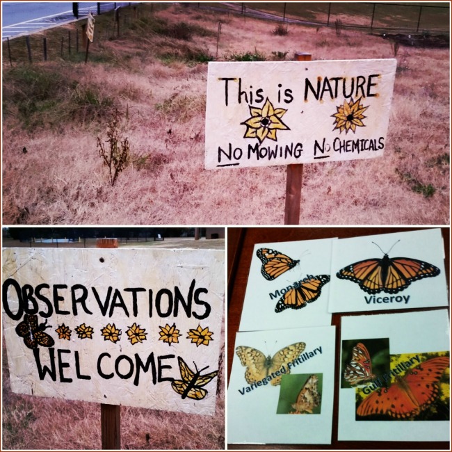 Once you get a glimpse of this extraordinary project--Monarchs and Migration--I think you'll want to join in too. More citizen scientists are needed!