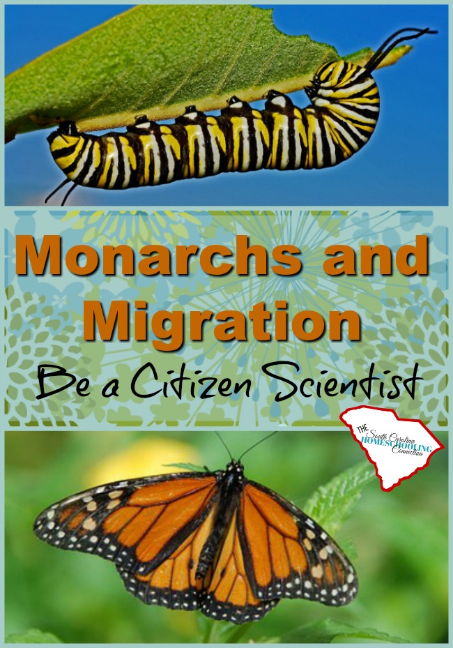 Once you get a glimpse of this extraordinary project--Monarchs and Migration--I think you'll want to join in too. More citizen scientists are needed!