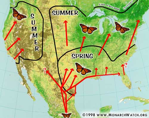 Join the Monarch Watch as a citizen scientist to help solve the mystery of where do the monarchs go. 